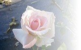 Rose White Delight